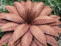 Preview: Edelrost Blume Octavia