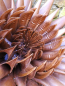 Preview: Edelrost Blume (Lampe) Rosi, Kaktusdahlie