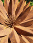 Preview: Edelrost Blume Theodora