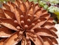 Preview: Edelrost Blume Volaria