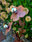 Preview: Edelrost Glasblume Sophia, 2 Blüten, Edelstahl