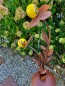 Preview: Edelrost Glasblume Sophia, 2 Blüten, gelbe Kugeln