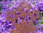 Preview: Edelrost Blumen im Herztopf
