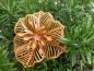 Preview: Edelrost Blumen-Set, 9-er