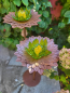Preview: Edelrost Glasblume Dalie 2 Blüten, grün