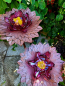 Preview: Edelrost Glasblume Dahlie 2 Blüten, weinrot