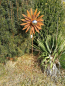 Preview: Edelrost Blume Alisa mit Edelstahlkugel