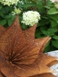 Preview: Edelrost Blume Angelika