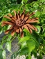 Preview: Edelrost Blume Ringelblume