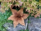 Preview: Edelrost Blume Taglilie