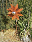 Preview: Edelrost Blume Valisa mit Edelstahlkugel