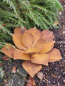 Preview: Edelrost Echeveria mit Goldspitzen
