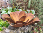 Preview: Edelrost Echeveria mit Goldspitzen