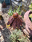 Preview: Edelrost Echinacea (Sonnenhut), am Wackelstab
