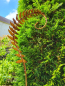 Preview: Edelrost Farnblatt gebogen mit Haken