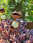 Preview: Edelrost Frosch Quacki mit Gießkanne und Leuchtkugel