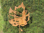 Preview: Edelrost Gartenstecker Ahornblatt Reh mit Tanne