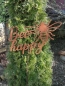Preview: Edelrost Gartenstecker Bee Happy