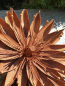 Preview: Edelrost Blume Aster