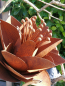 Preview: Edelrost Blume Elleonore