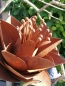 Preview: Edelrost Blume Elleonore