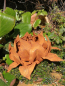 Preview: Edelrost Blume Seline