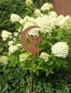 Preview: Edelrost Gartenstecker Engel im Mond, 20 cm