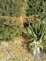 Preview: Edelrost Gartenstecker Libelle filigran