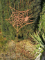 Preview: Edelrost Gartenstecker Spinnennetz