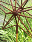 Preview: Edelrost Gartenstecker Stern 3D