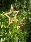 Preview: Edelrost Gartenstecker Stern mit Edelstahlkugel