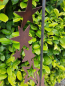 Preview: Edelrost Gartenstecker Sternenband 150 cm