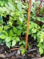 Preview: Edelrost Windrad Blume