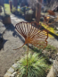 Preview: Edelrost Gartenstecker Ginkgo, filigran