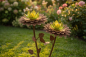 Preview: Edelrost Glasblume Dalie 2 Blüten