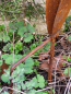 Preview: Edelrost Glockenblume zum Stecken