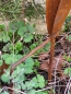Preview: Edelrost Glockenblume zum Stecken