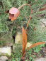 Preview: Edelrost Glockenblume zum Stecken