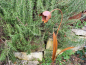 Preview: Edelrost Glockenblume zum Stecken