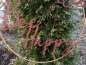 Preview: Edelrost Wandbild Bee Happy