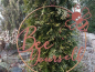 Preview: Edelrost Wandbild Bee Yourself