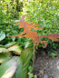 Preview: Edelrost Gartenstecker Hexe jung, klein