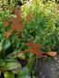 Preview: Edelrost Gartenstecker Hexe Waltraud, klein