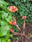 Preview: Edelrost Glasblume Hibiskus, zum Stecken, rot