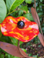 Preview: Edelrost Glasblume Hibiskus, zum Stecken, rot