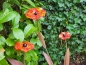Preview: Edelrost Glasblume Hibiskus, zum Stecken, rot