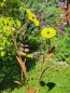 Preview: Edelrost Glasblume Hibiskus, zum Stecken, gelb