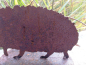 Preview: Edelrost Igel