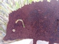 Preview: Edelrost Igel