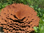 Preview: Edelrost Kornblume, klein